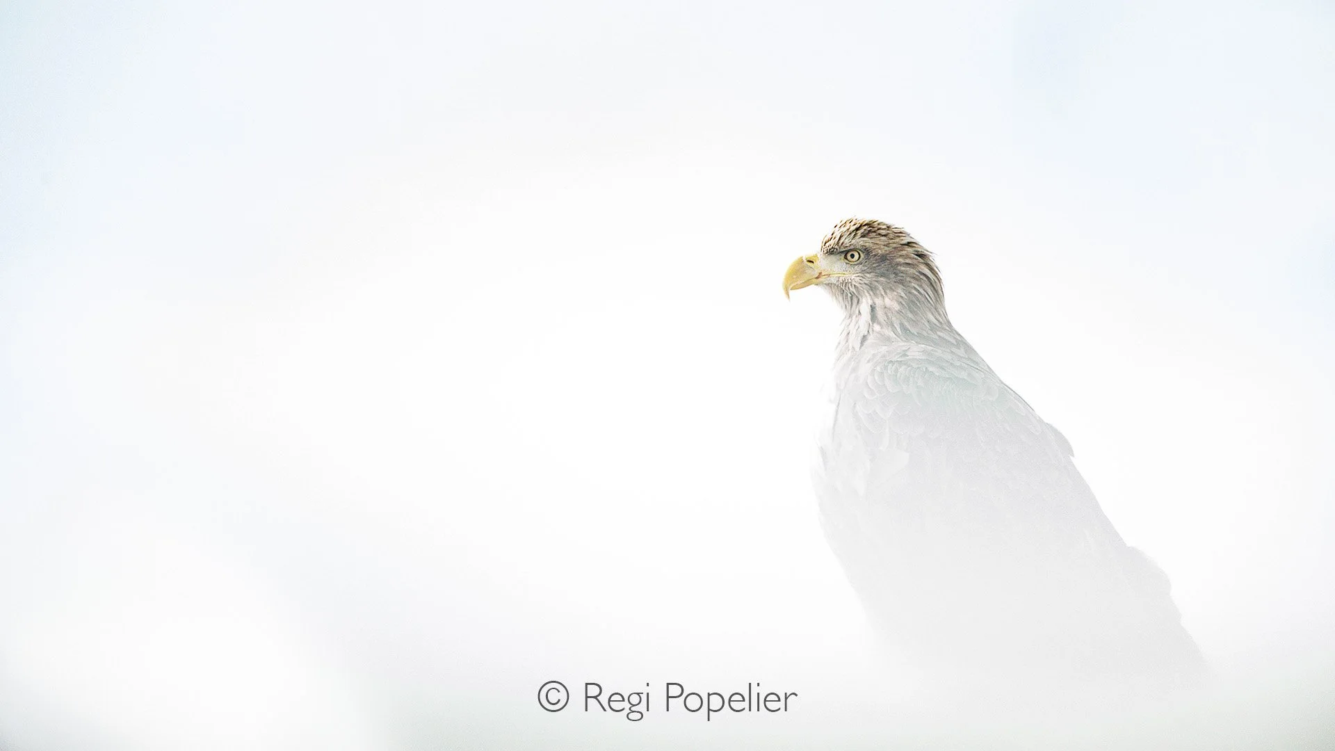 HOK030 -  White tailed eagle photographed during a heavy snow storm 