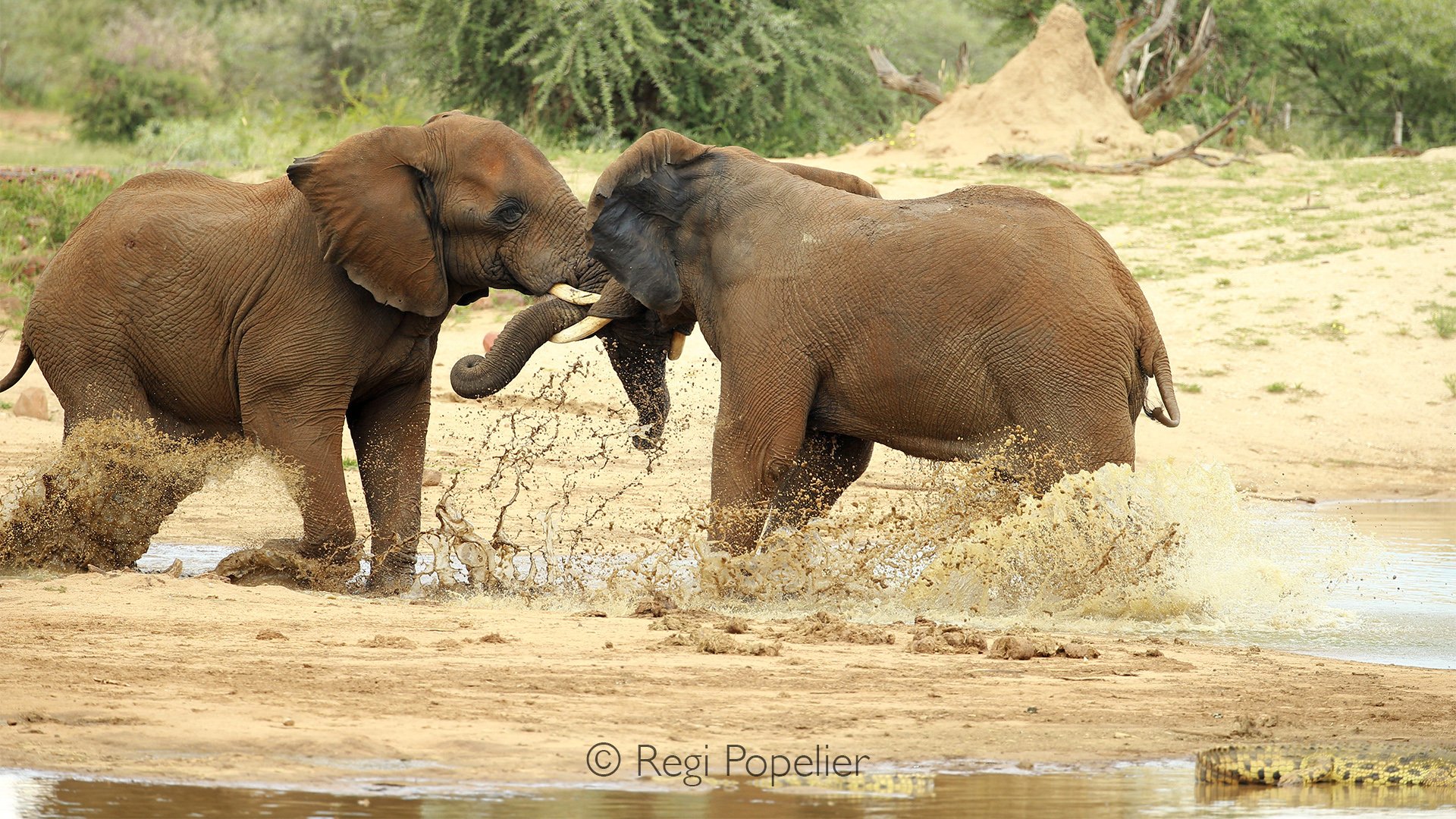 Namibia016 - Heavyweight playground.