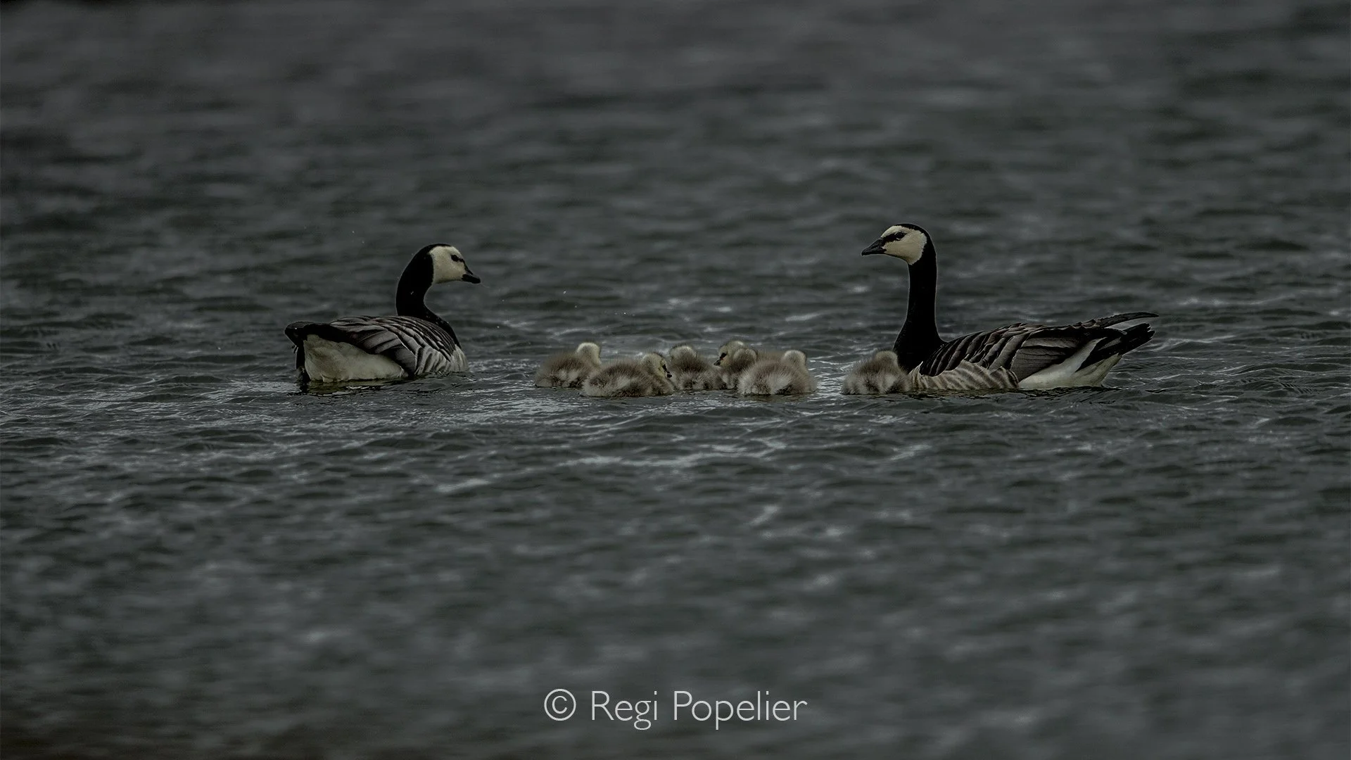 NPOLE071 - Canadian goose family trip. 