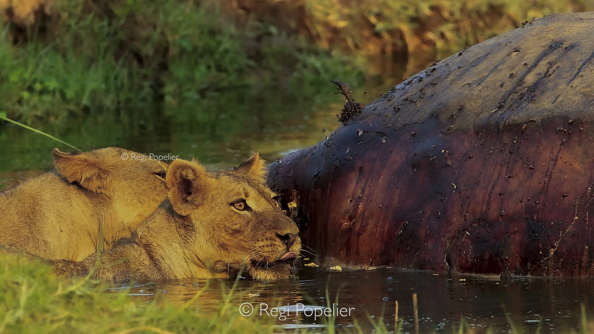 ZAMBIA005 - Approaching the corps of a dead hippo. 