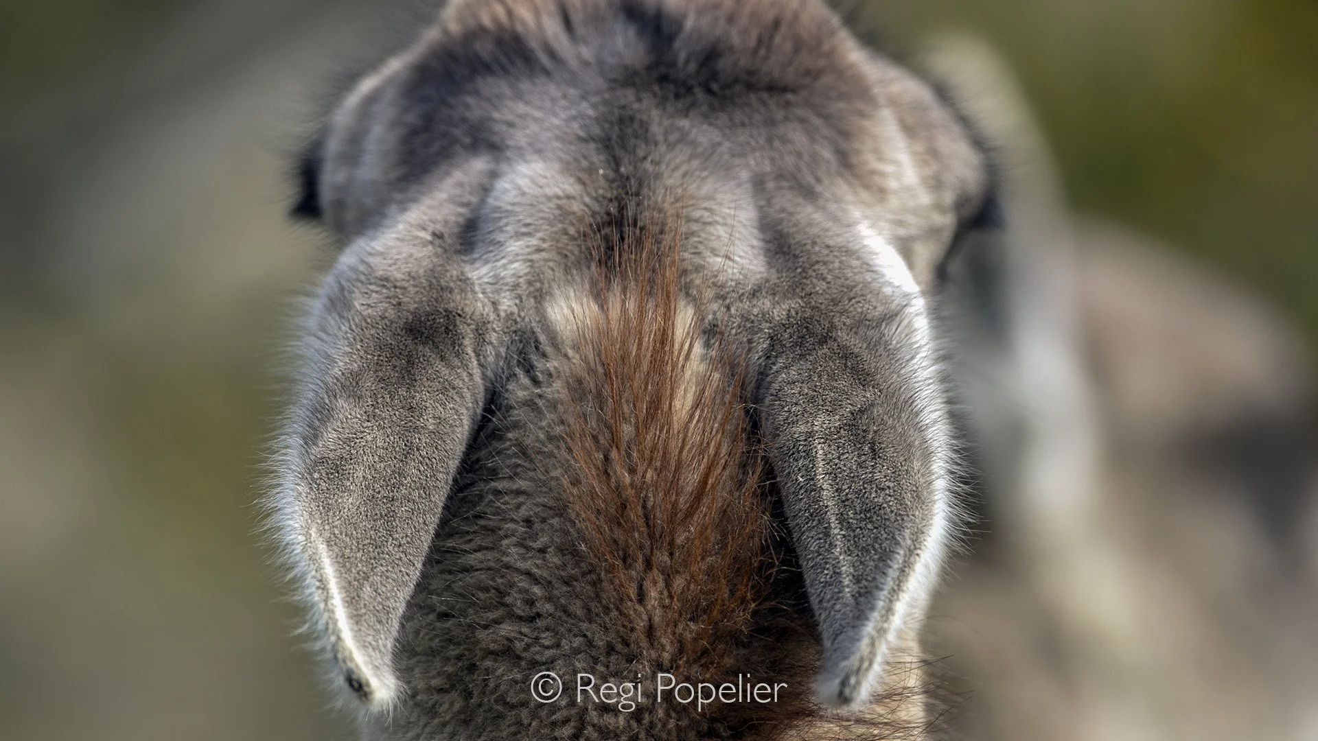 CHILI019 - It should not be always from the front