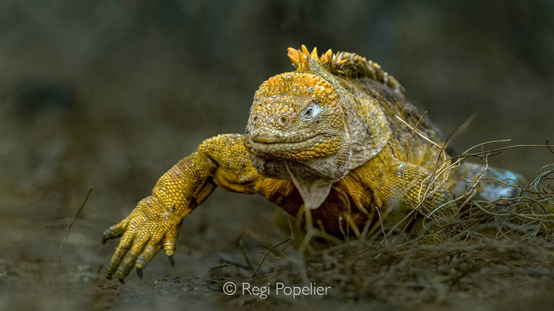 GAL010 - The Yellow Land Iguana blends resilience with striking color.