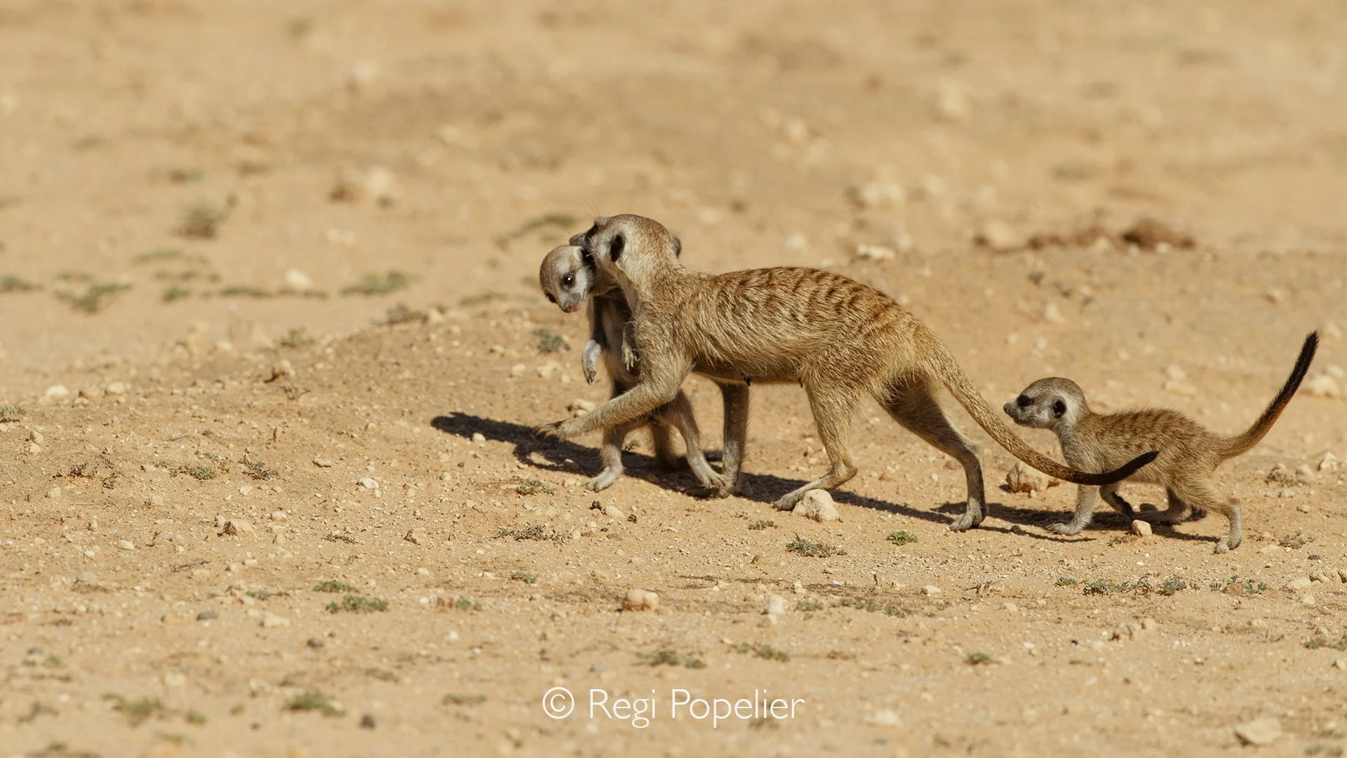 South Africa014 - A mother meerkat gently carries one of her tiny pups across the Kalahari sands, offering a touching glimpse of the devotion that thrives even in the harshest environments.