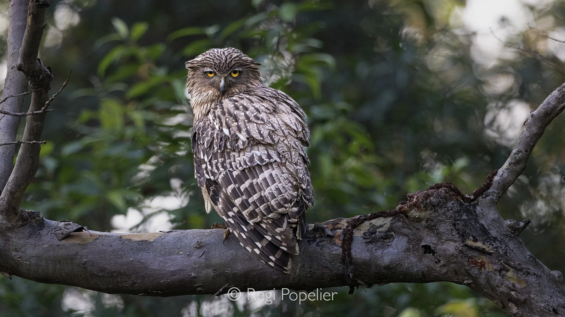 INDIA057 - Buffy or Brown Fish owl. 