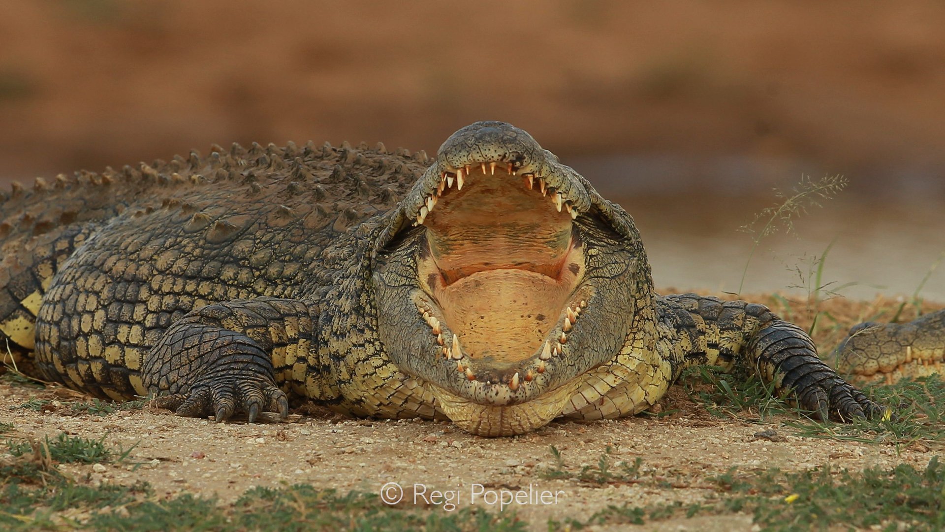 Namibia020 - Evaporative cooling: Because reptiles cannot sweat, the open mouth acts as a natural radiator to prevent overheating while basking in the African sun