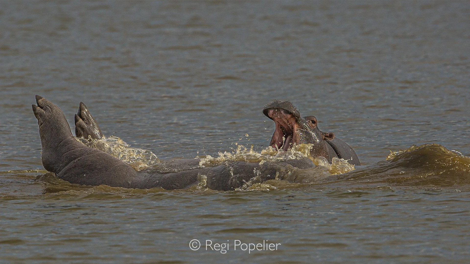 Namibia012 - Playtime at Erindi.
