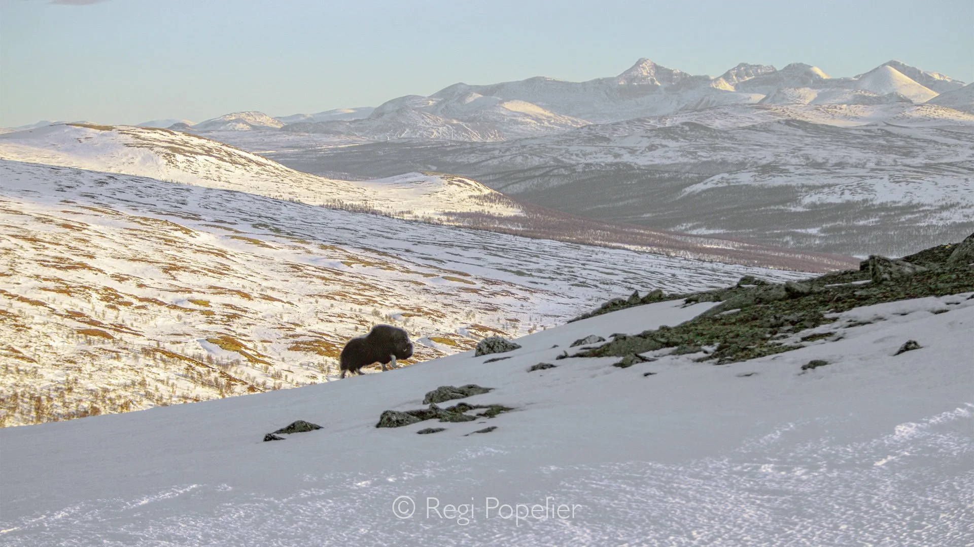 NORWAY054 - A solitary musk ox crosses the snow-covered plateau, perfectly at home in one of Europe's last true wildernesses.