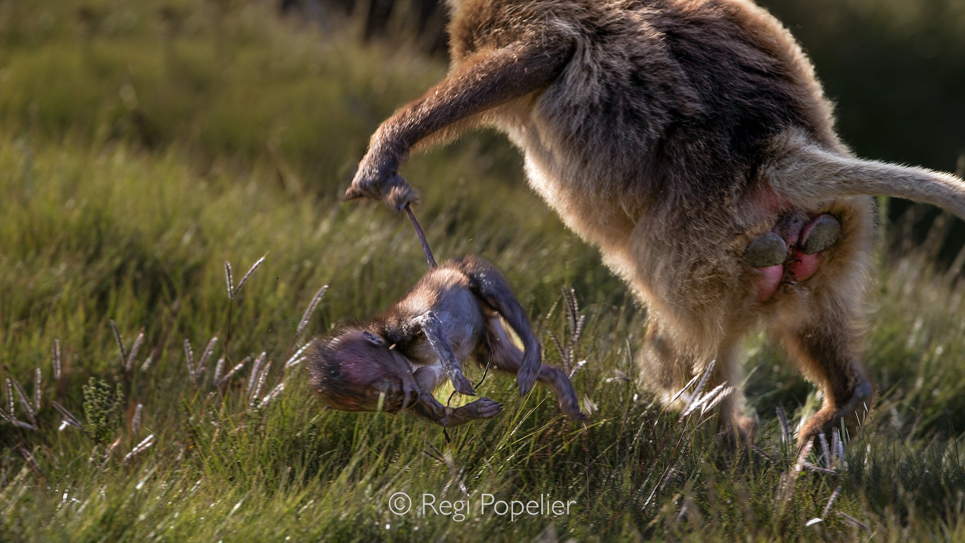 ETH068 - A grieving mother gelada baboon carries her lifeless infant for days, a quiet and powerful expression of loss, revealing the deep emotional bonds and mourning behavior within the species.
