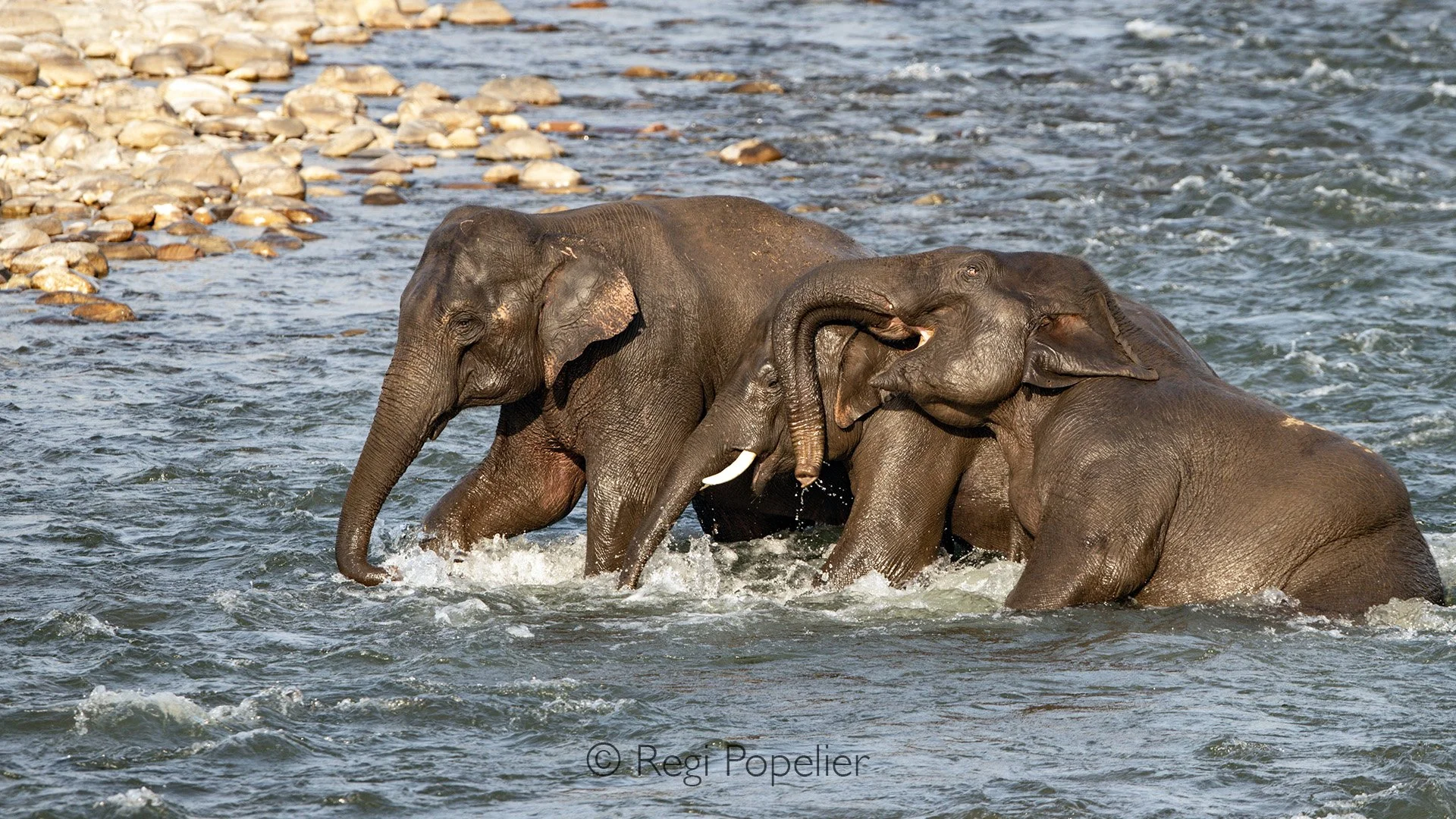 INDIA066 - Happiness in the water. 
