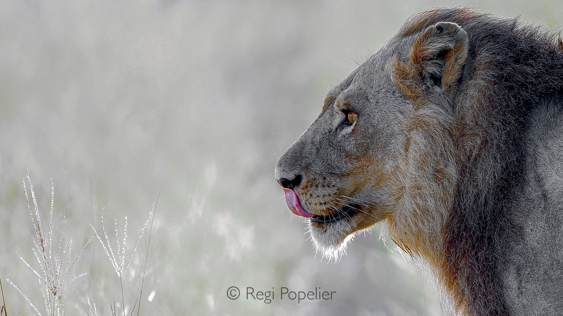 BOTS010 - Every detail tells a tale of survival, pride, and the relentless beauty of the wild.