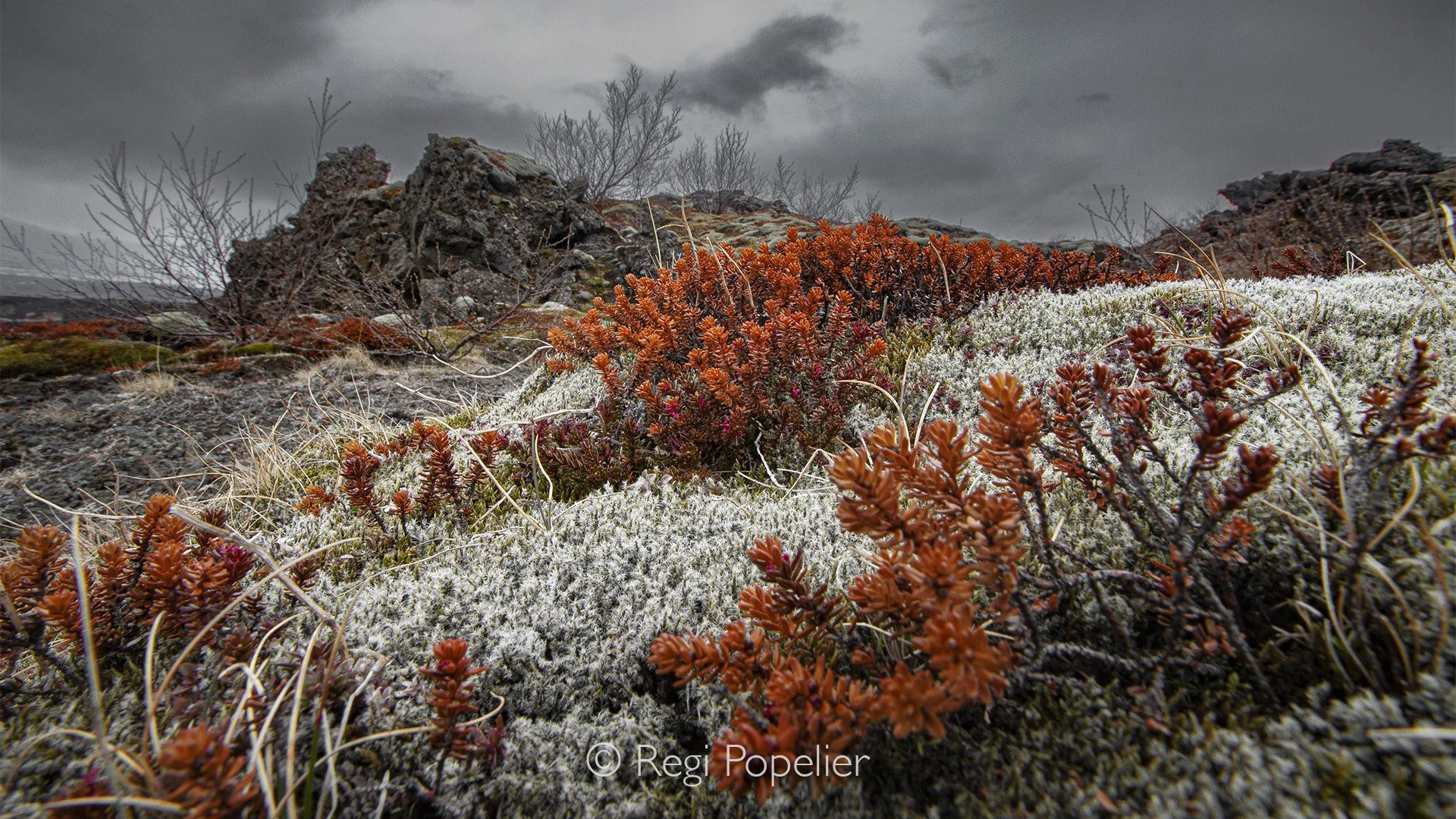 ICEL012 - Red  blueberry grasses  on mosses at Pengvillir NP  