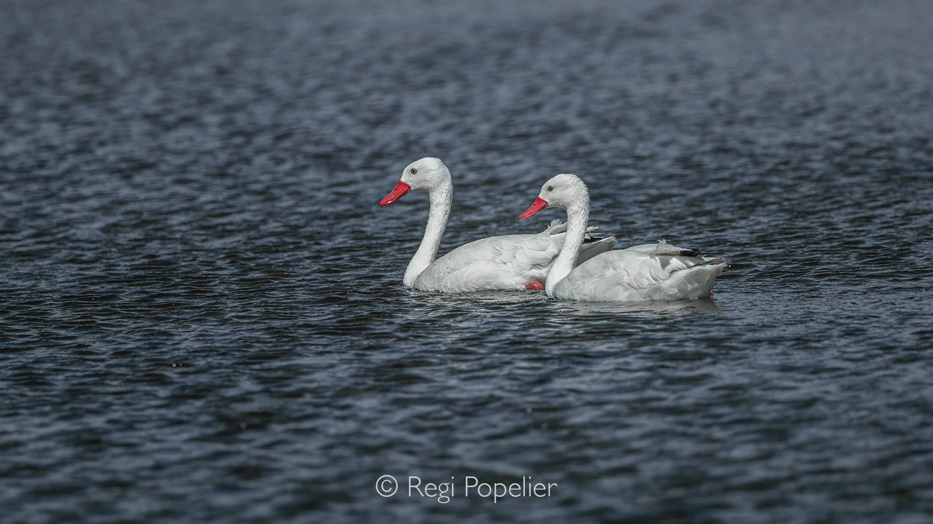 CHILI021 - Pair of Snow geese it seems as if they float on the water in harmony 