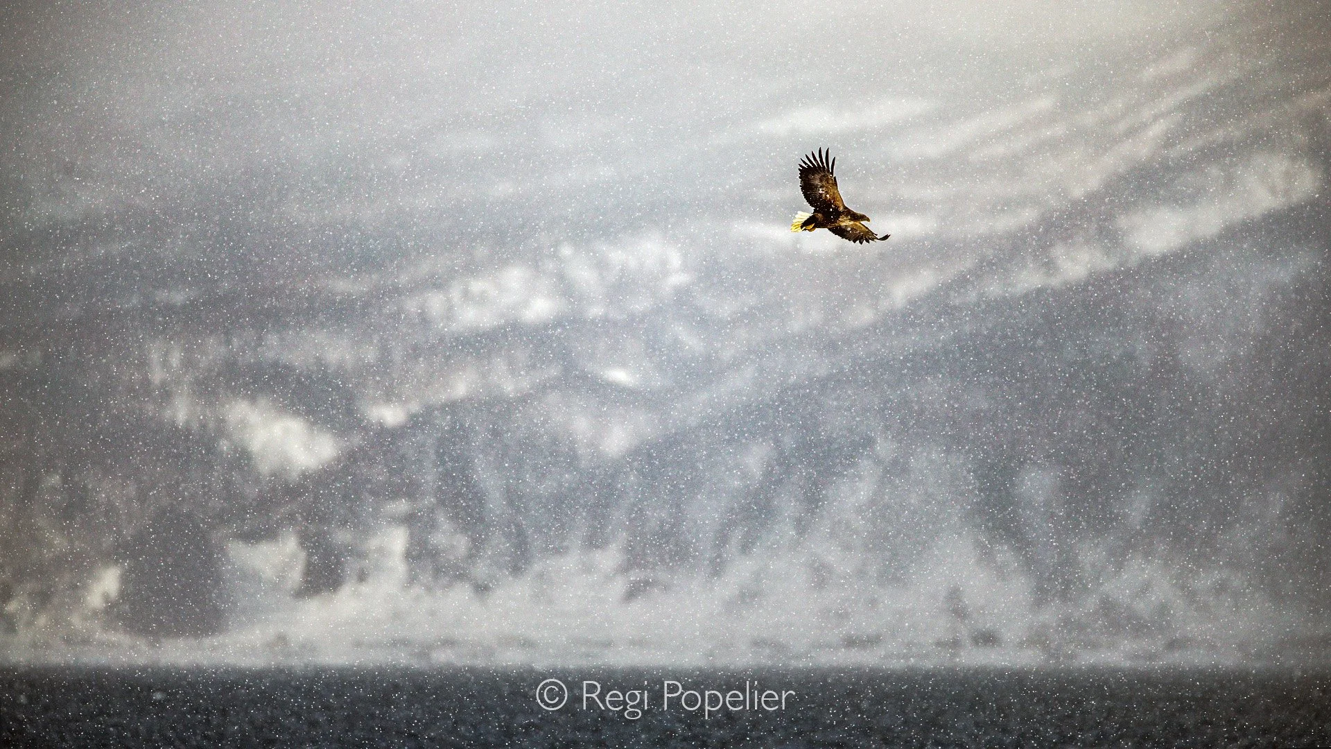 HOK029 -  White-tailed Eagle framed against the rugged Raussu Mountains as heavy snow sweeps through the scene. Moments like these are when photography truly comes alive, as nature reveals its raw, untamed power. 