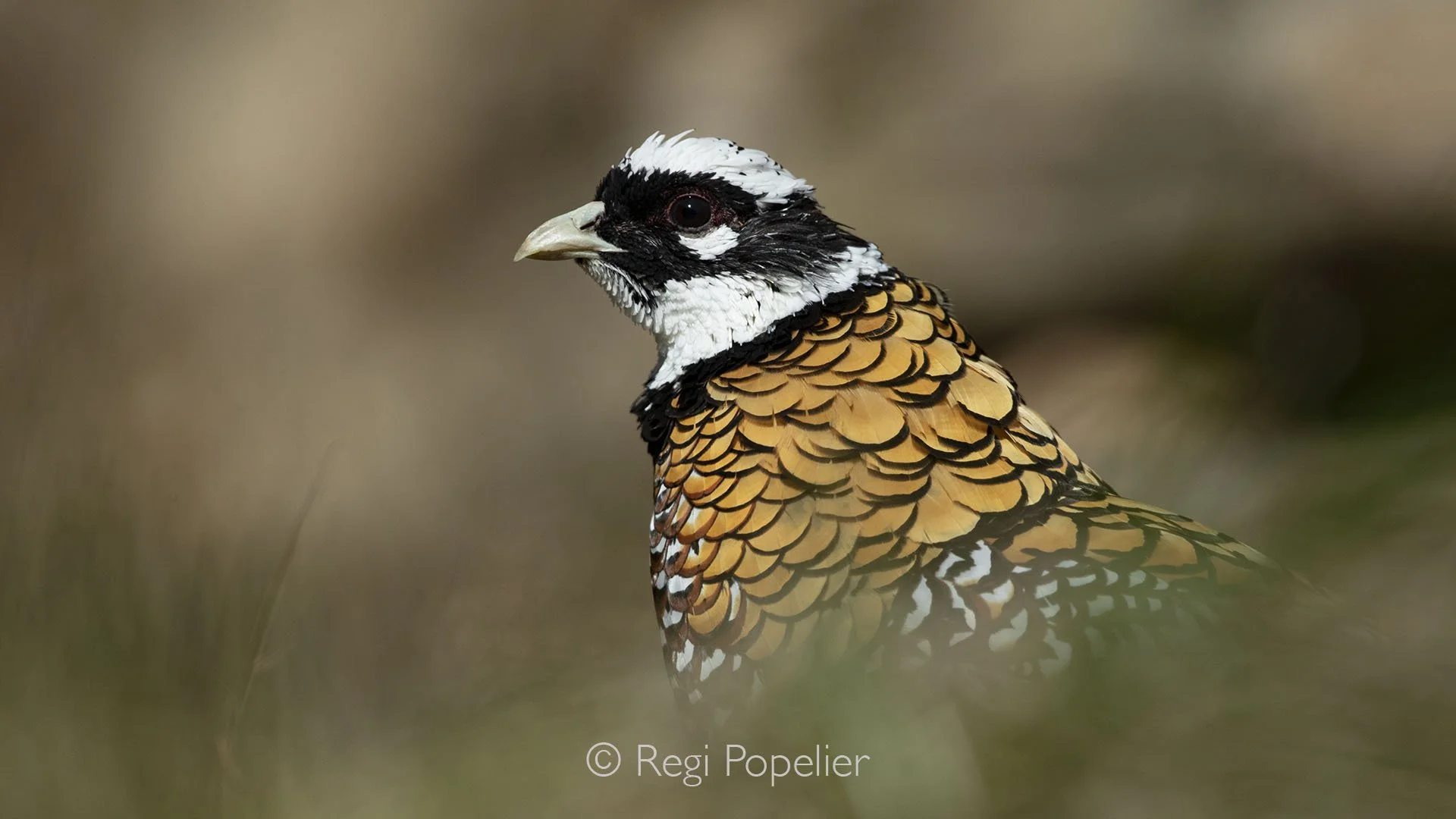 CHIN019 - Royal (Variegated) Chinese Pheasant stands in full splendor, its brilliant, multicolored plumage shimmering with every detail.