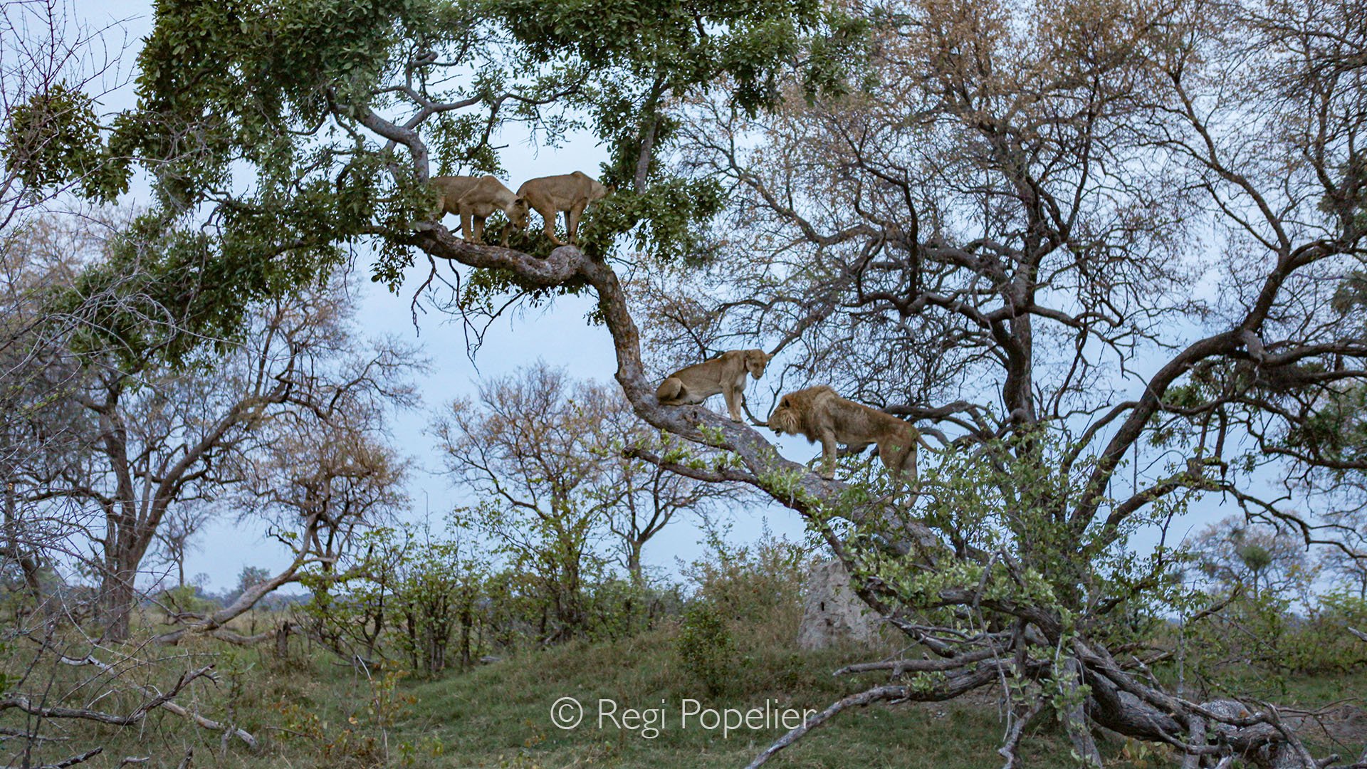 BOTS005 - Rare and majestic: a pride of lions conquering the canopy, kings of the earth and sky alike.