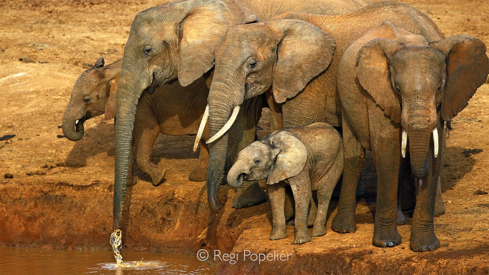 Namibia080 - Spending hours at a single waterhole reveals the intricate social fabric of Etosha. During the harsh dry season, these life giving oases act as a grand stage where a nature lover can observe a shifting calendar of species from cautious a