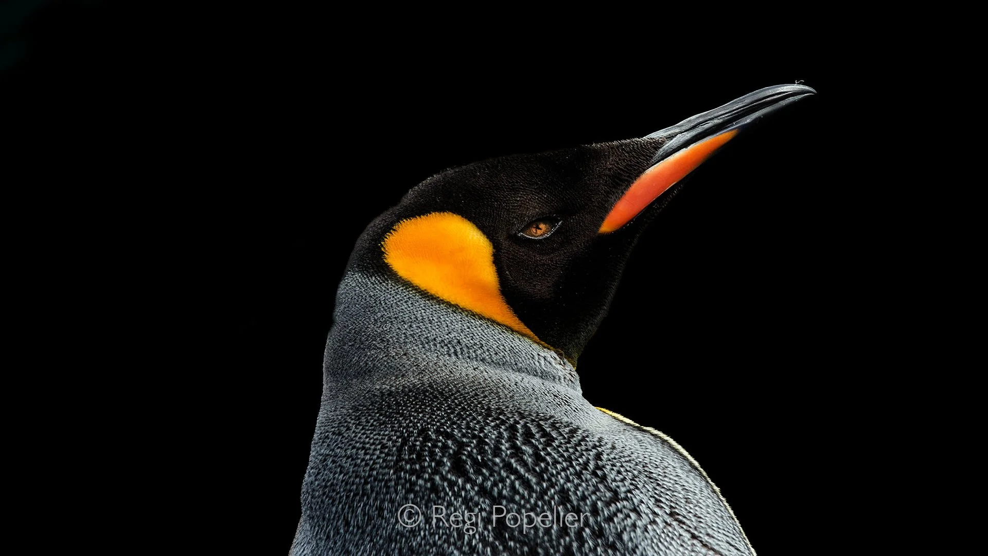ANT018 - Detailed portrait of a King Penguin,  the vibrant colors and patterns are truly mesmerizing.