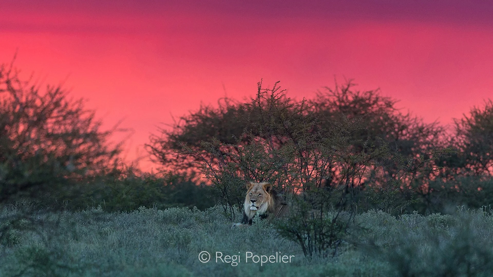 BOTS009 - Beneath a sky washed in purple, the lion surveyed his realm, regal and unchallenged in the quiet aftermath of rain
