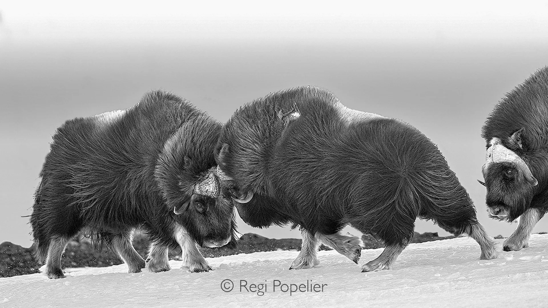 NORWAY037 - The clash echoes across the frozen valley as rival males compete for dominance and the right to breed.