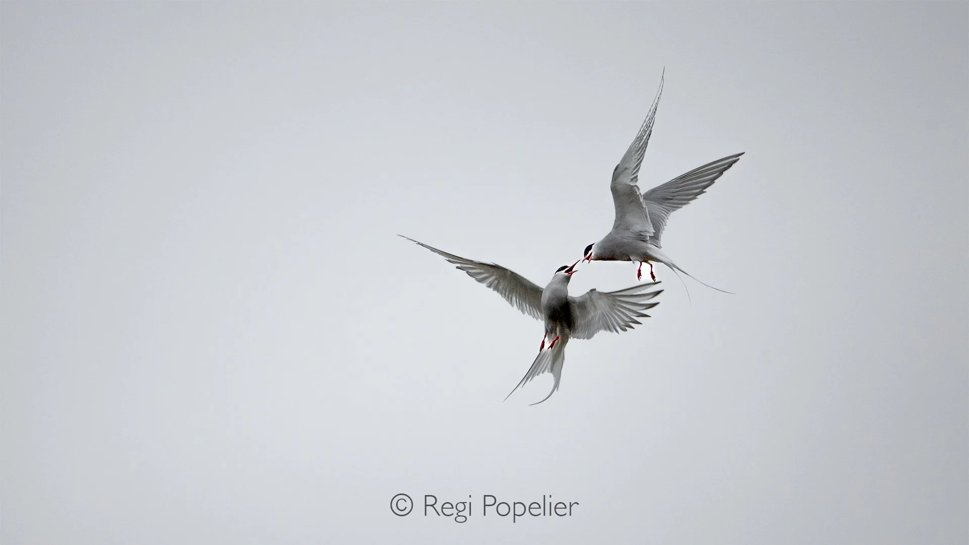 NPOLE081 - Display of dominance in the sky between these arctic Terns.