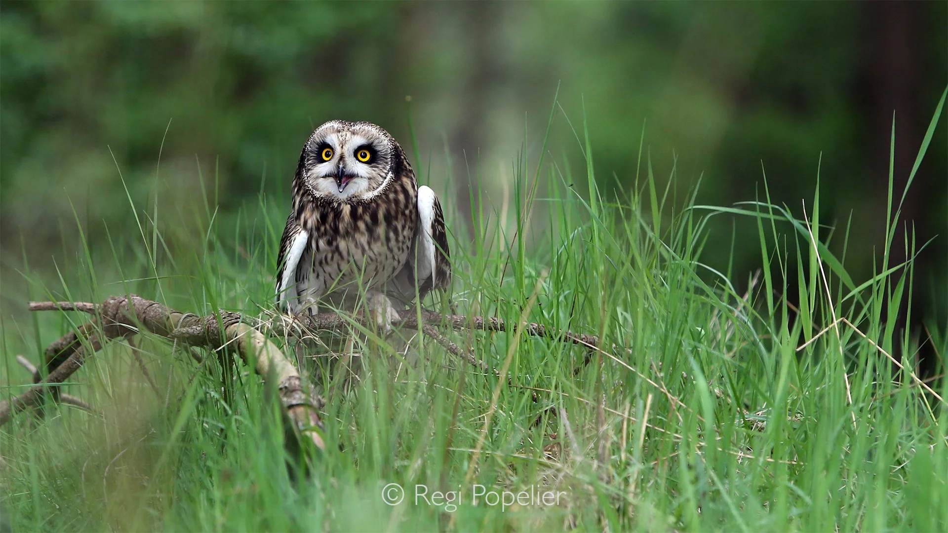 Scotland002  - Short-eared owl perched.