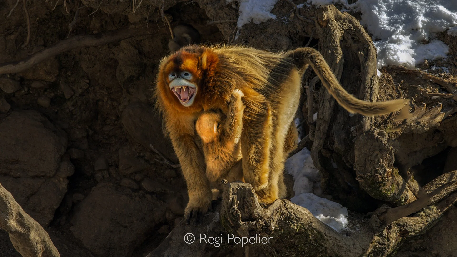 CHIN015 - A golden snob  nosed monkey carefully descends, carrying a clinging youngster on his belly , showcasing the tender bond and agility of these forest dwellers.
