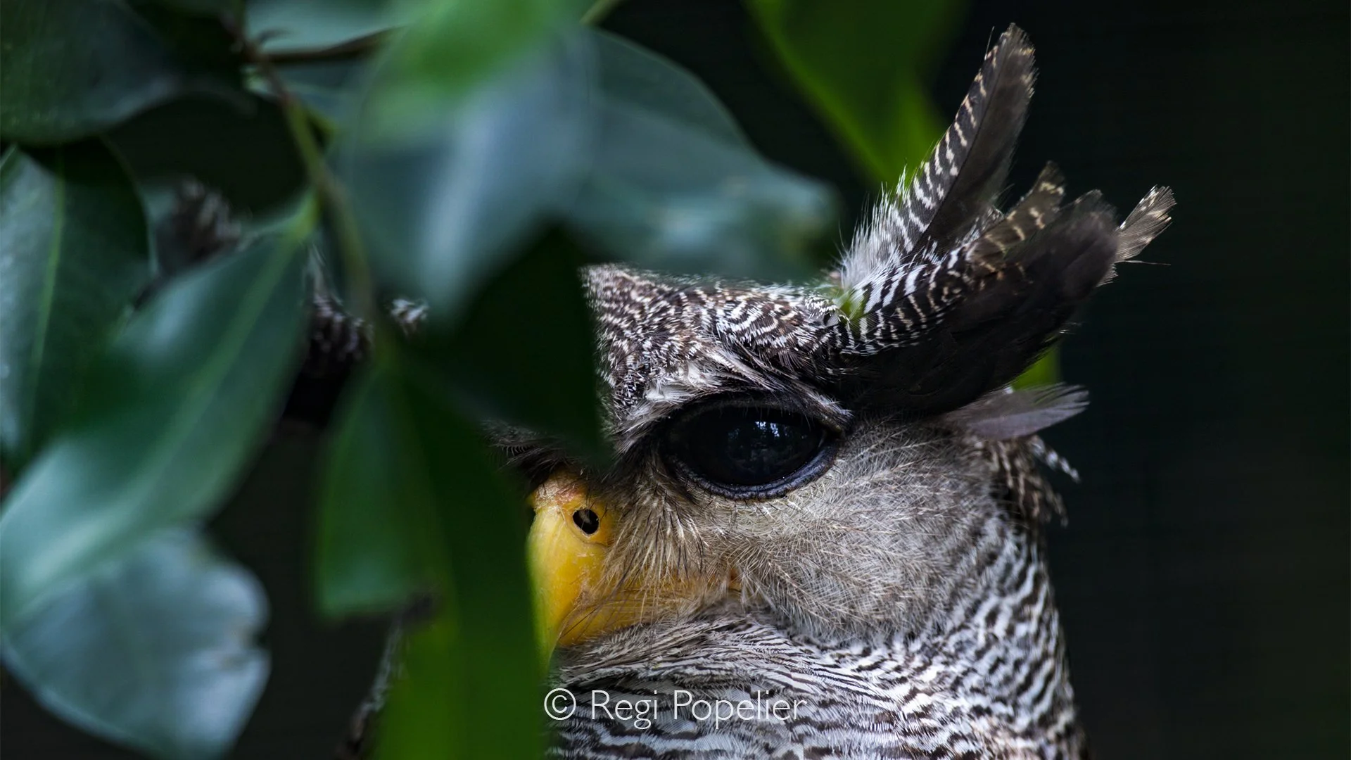 MALAS003 - The barred eagle-owl (Ketupa sumatrana), also called the Malay eagle-owl.