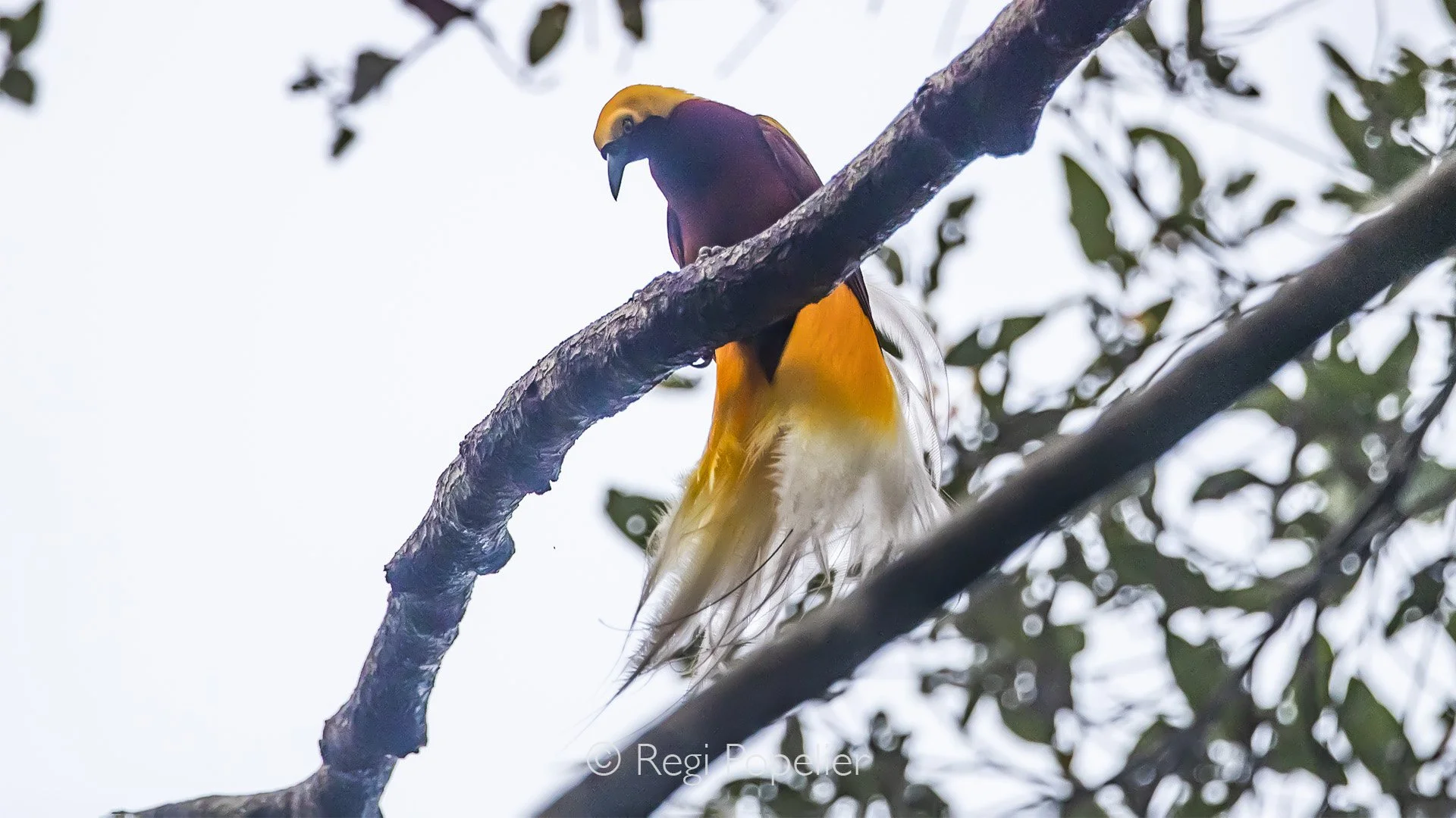 INDO089 - Lesser bird of paradise. 