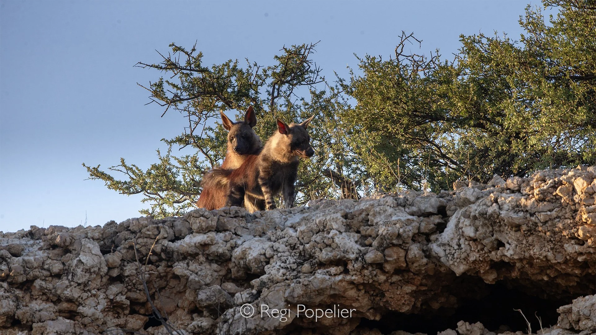 South Africa012 - Higher on the rocky outcrops, a pair of brown hyenas stands watch over the endless plains below. Framed by rugged stone and the warm glow of the African light, they embody the untamed spirit of the Kalahari, elusive, resilient, and 