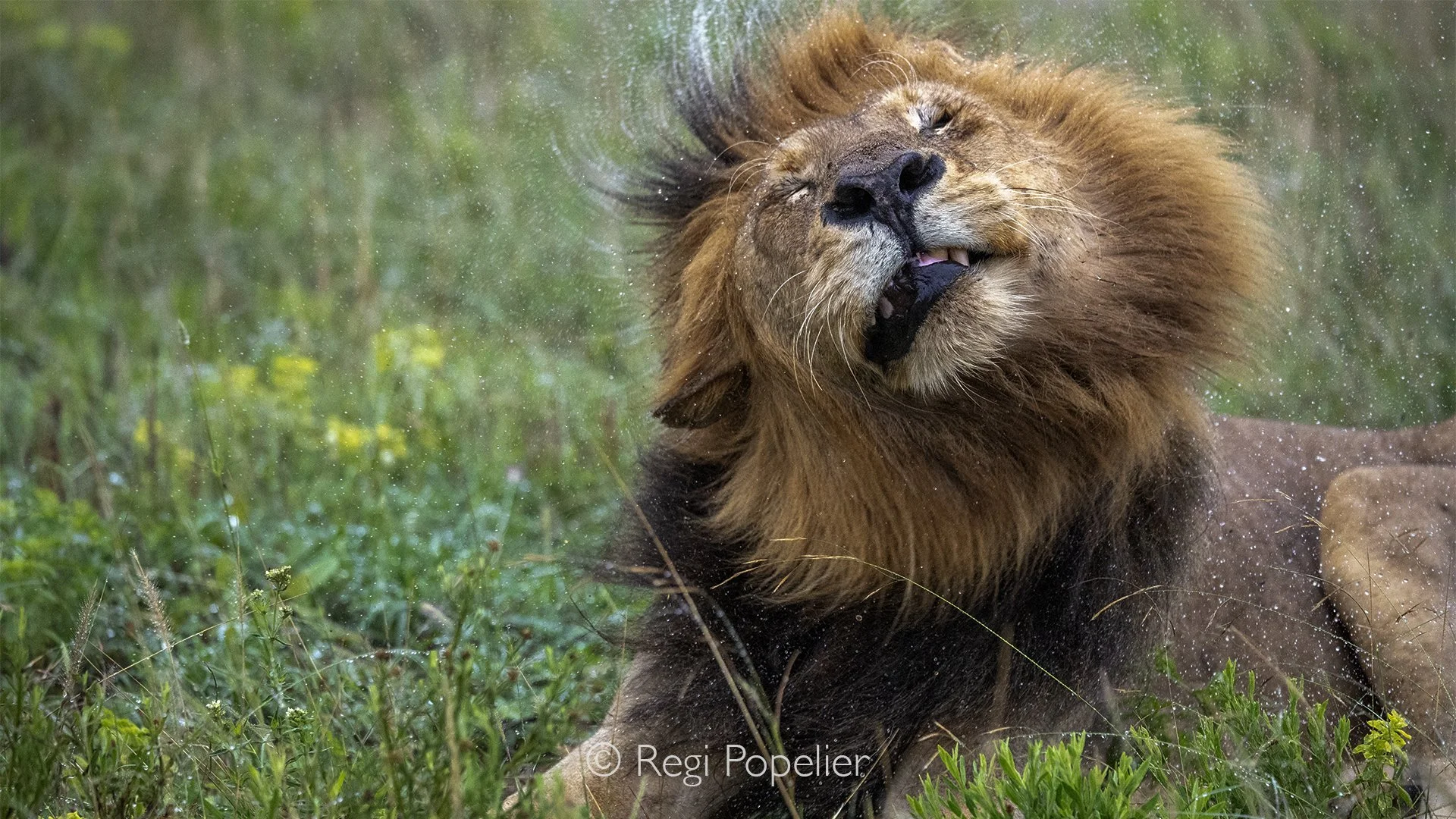South Africa108 - Captured in several consecutive moments, the sequence reveals the power and movement of the shake, from the first twist of his body to the final settling of his heavy, rain-soaked mane.