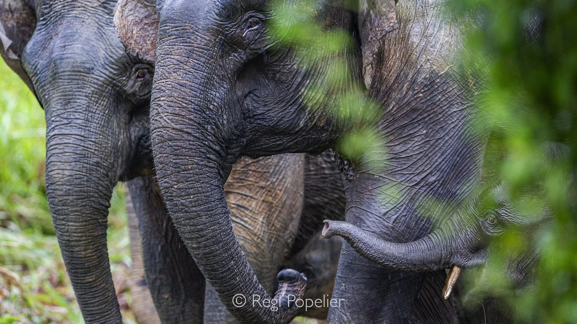 BOR011 - Along the Kinabatangan River, two Pygmy elephants walk in quiet rhythm, guiding a young one through the flowing heart of Borneo,