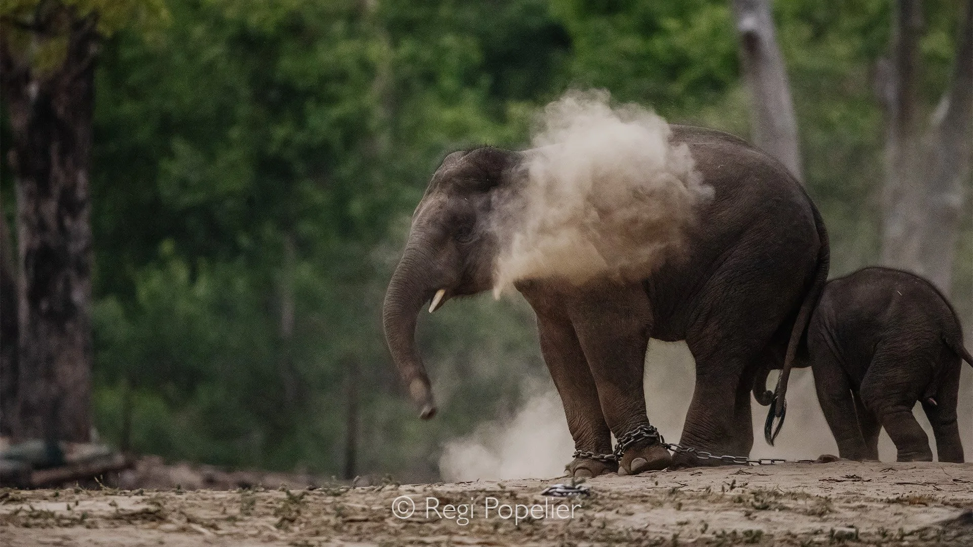 INDIA086 - Mahouts in India are traditional elephant caretakers who form deep, lifelong bonds with the animals they work with. Kaziranga NP.