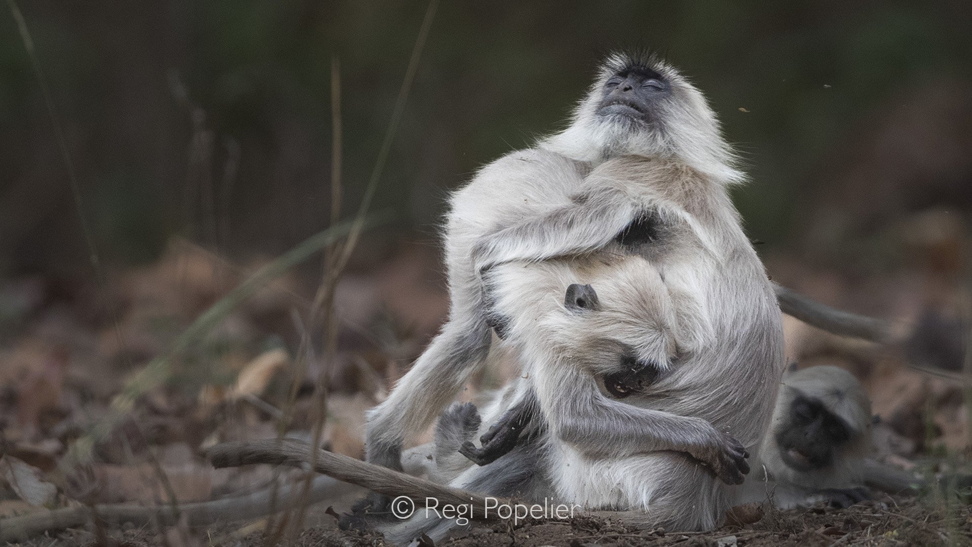 INDIA078 - Hanuman Monkey or langur in their play at Satpura NP.