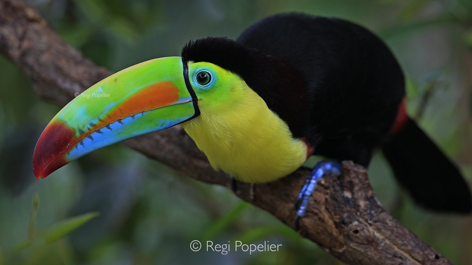 CR001 - The keel-billed toucan, a vibrant marvel of Costa Rica, perches proudly, its rainbow-colored bill and striking plumage making it one of the most captivating birds in the tropical forest.
