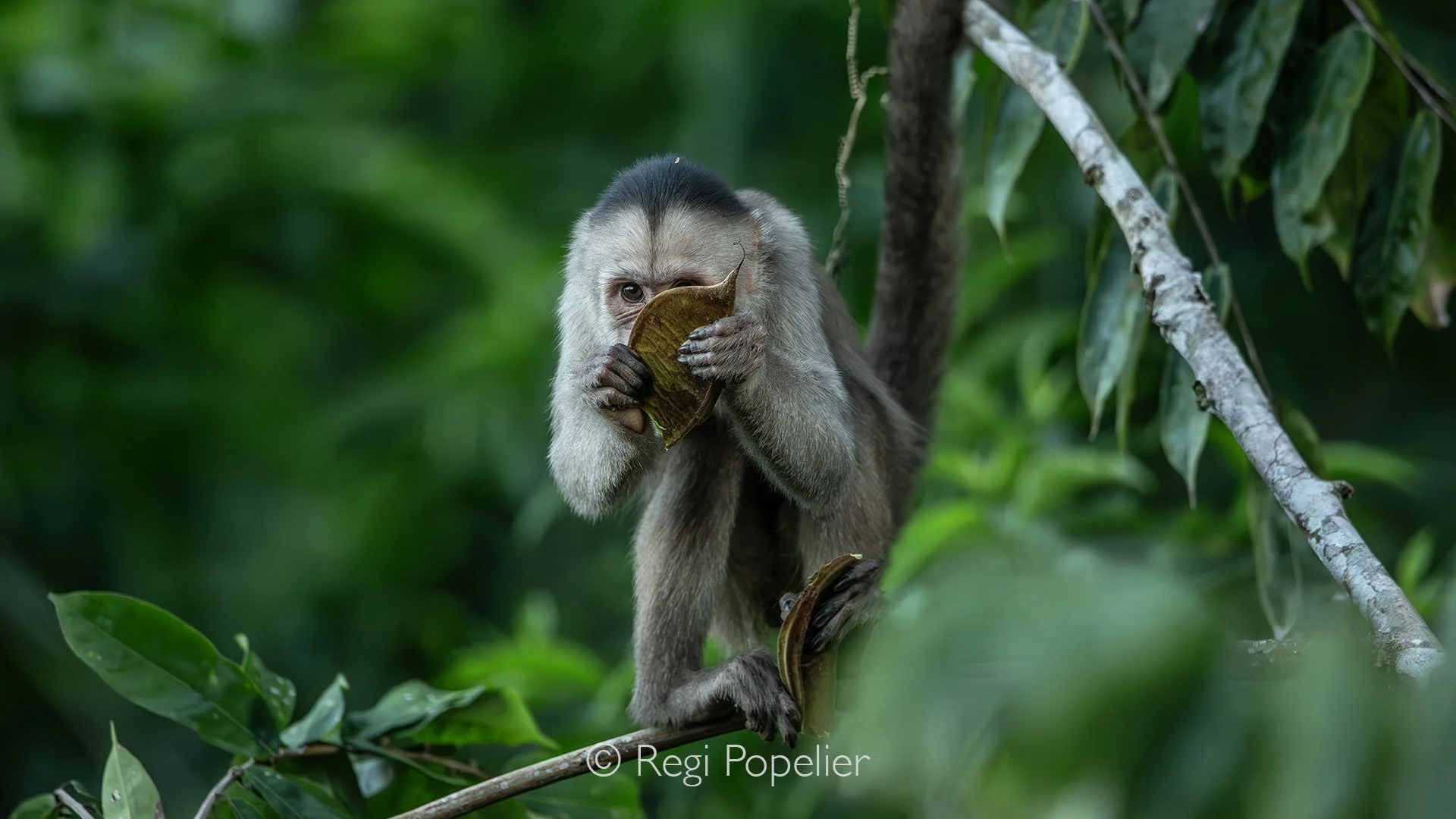 EQ005 - A capuchin monkey holds a leaf in its hands, playfully covering half of its face, curious eyes peeking out as if sharing a secret from the forest.
