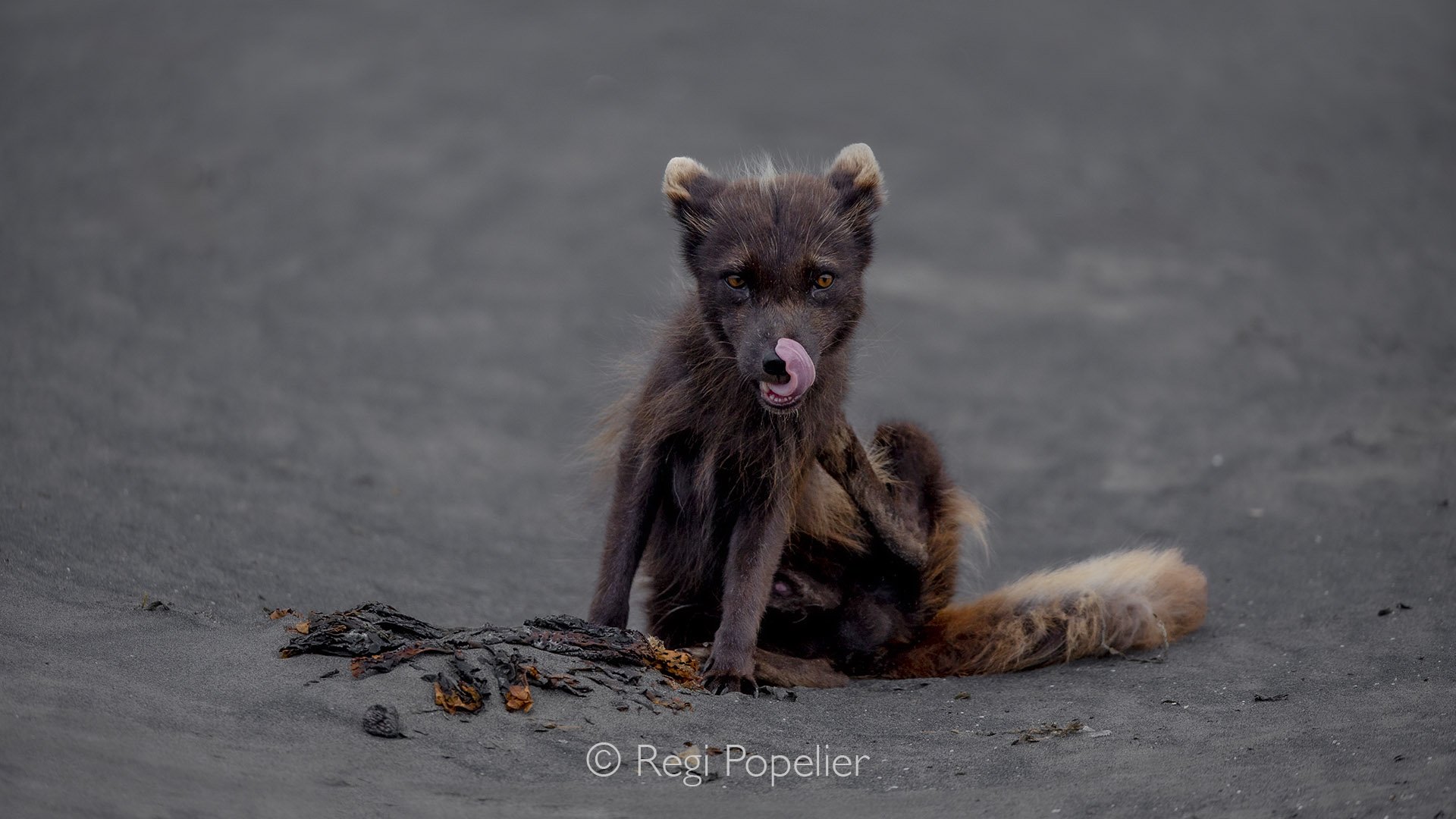 AL017 - Brown fox with long fur roaming the rugged terrain of St. Paul Island, a glimpse of Alaska’s remote wildlife