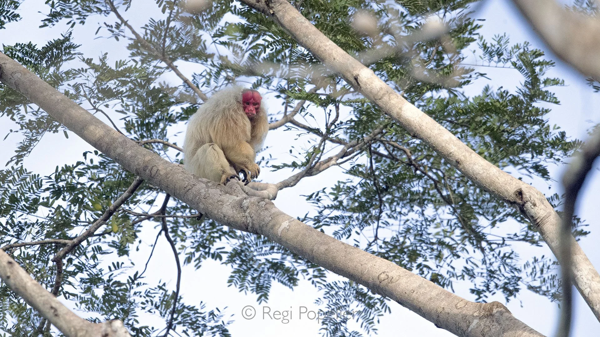 BRA018 - The Mamirauá Reserve, one of the largest flooded areas in the world, is a sanctuary of incredible biodiversity. Explore its waterways by boat and witness unique wildlife like the iconic white uakari monkey in its natural habitat