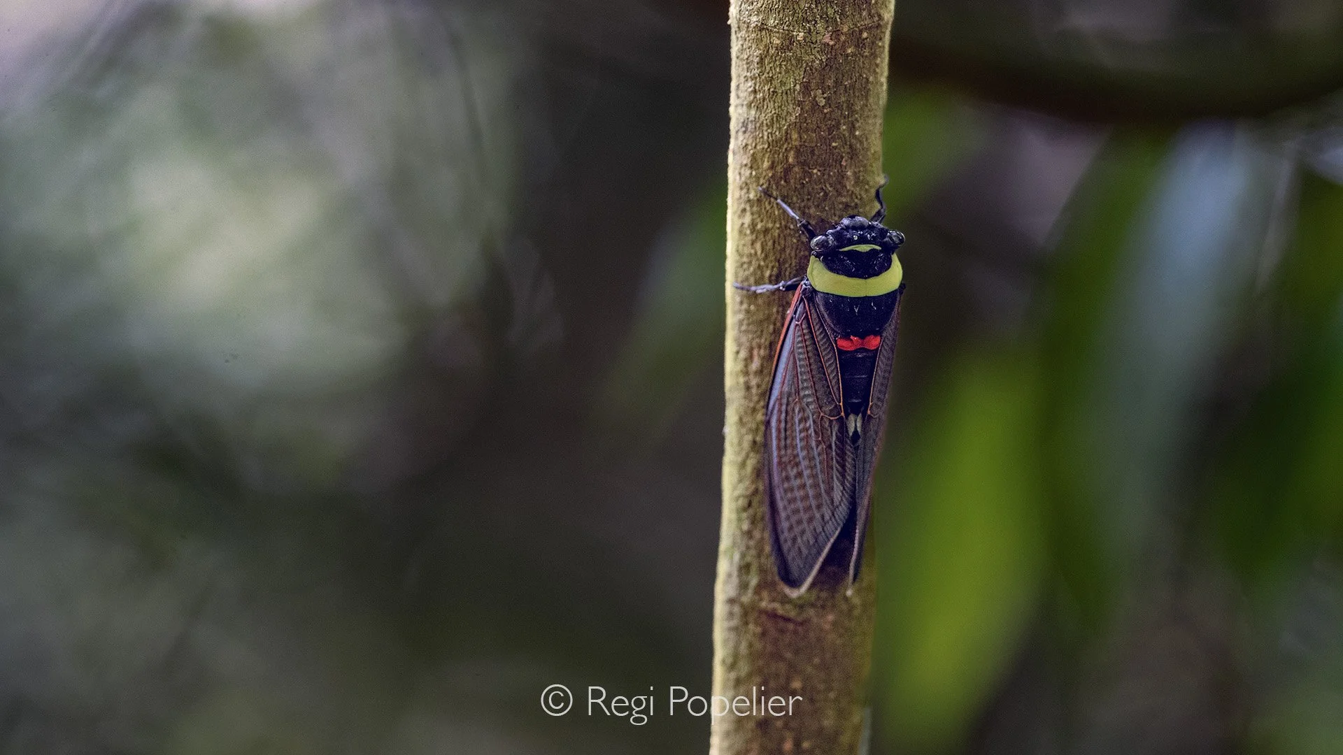 INDO062 - Tacua speciosa (Emperor Cicada or Riang-riang)
A very large Southeast Asian species of cicada. 







