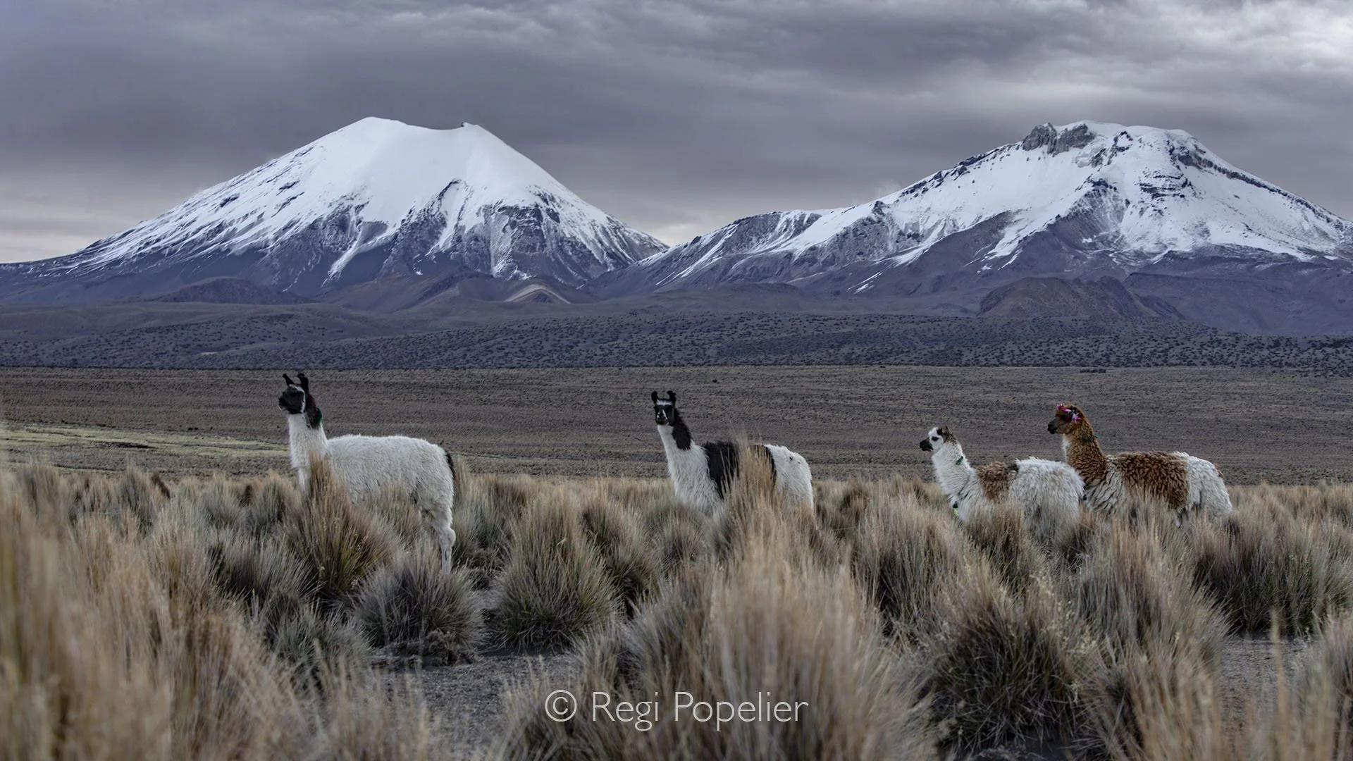 BOL017 - Llama partly hidden in the high grasses, with the frozen, snow capped peaks of the Andes rising majestically in the background,  true Bolivian highland scene.