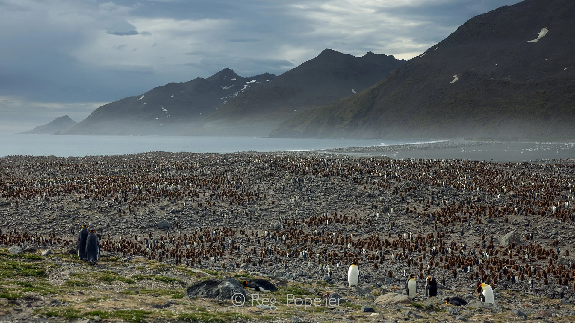 ANT010 - A breathtaking view of countless King Penguins with their chicks, stretching across the Antarctic coastline, a true spectacle of life in the frozen nature.