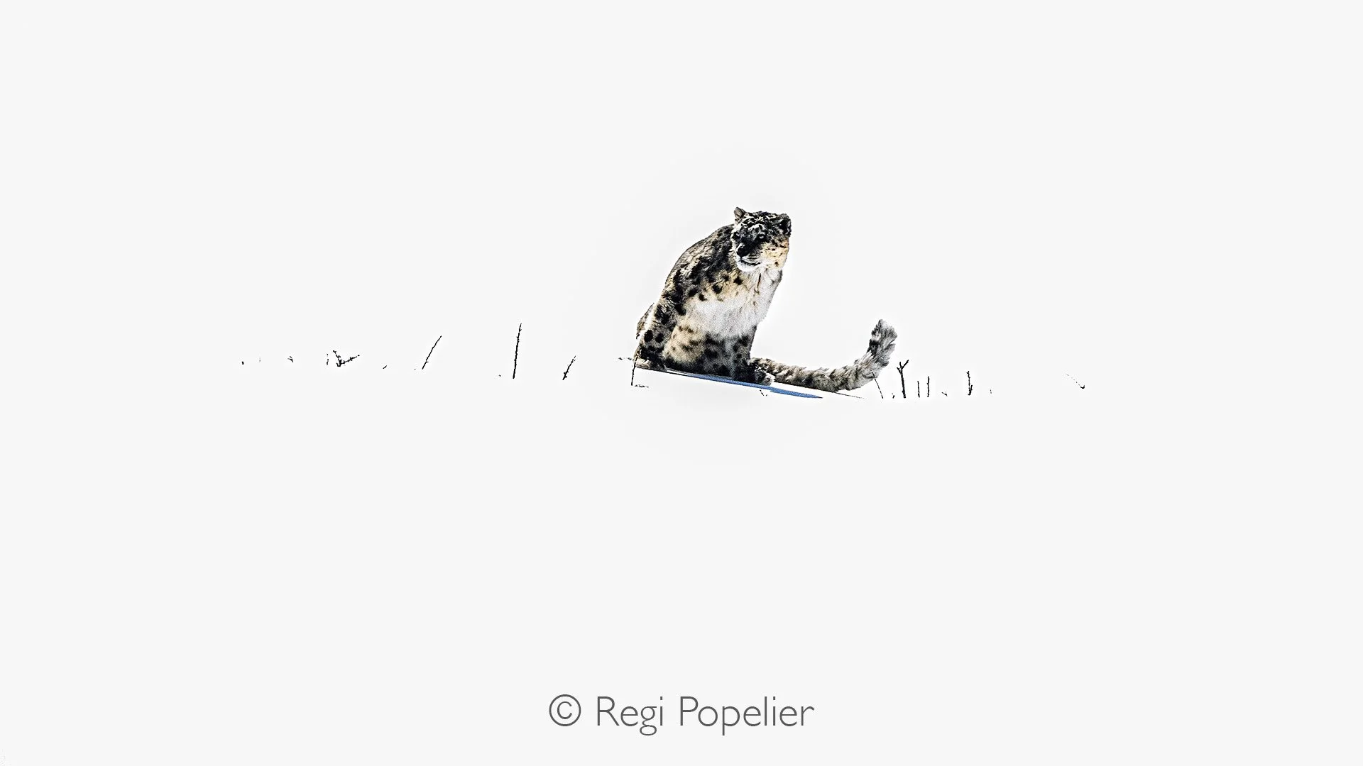 HIMA045 - Very early in the morning, this male snow leopard appeared. I was completely overwhelmed, never expecting him to show up! My camera settings were far from ideal, but I was too excited to even think about this.
