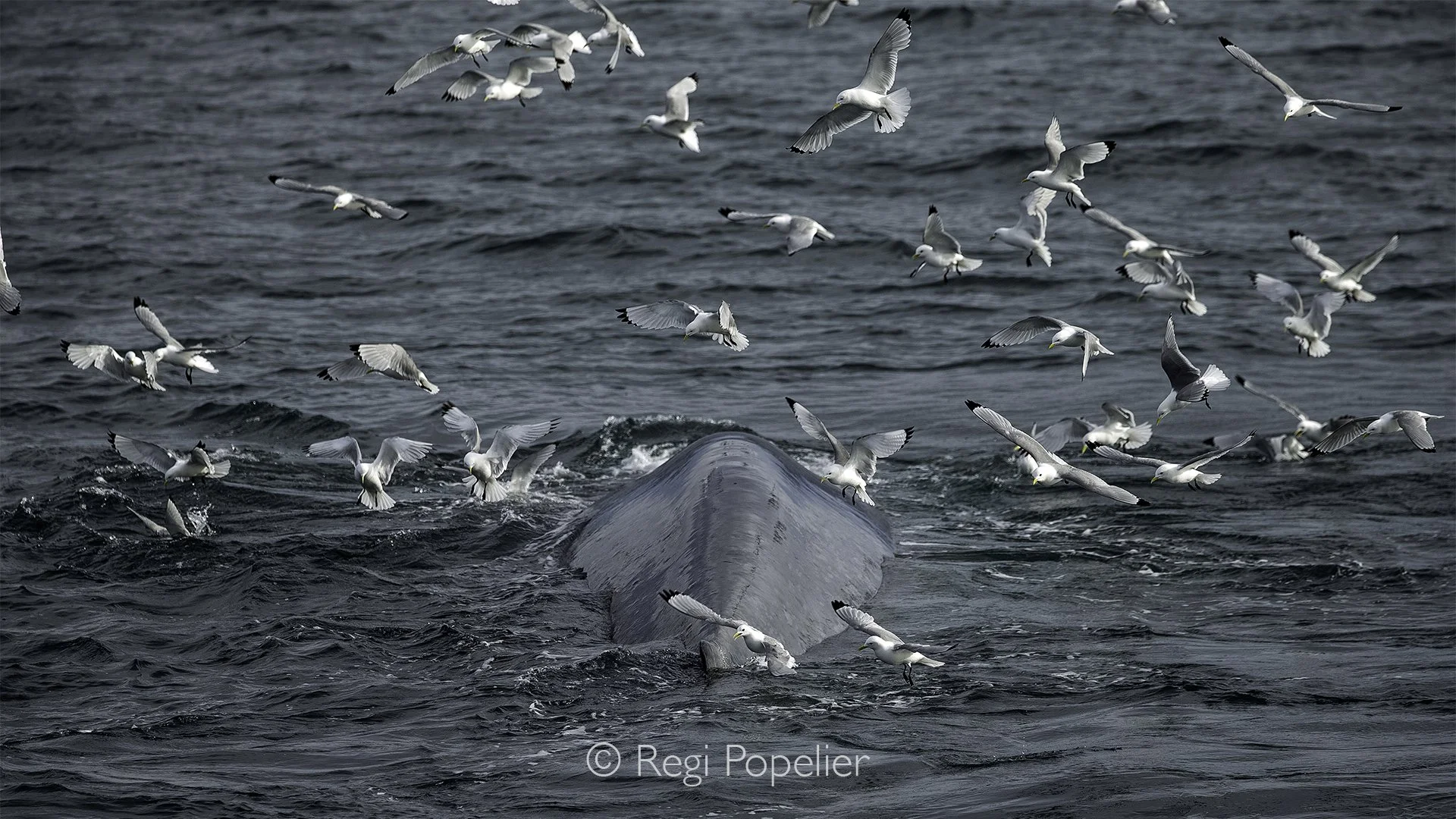NPOLE067 - It is not surprising while on the boat we saw Humpback whales followed by swarms of sea gulls.