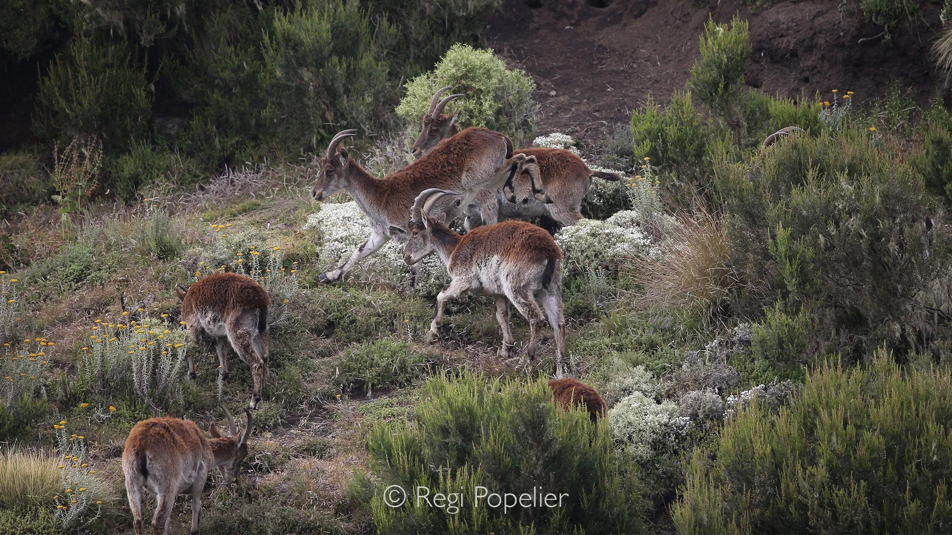 ETH078 - Foraging together, these ibexes ascend to higher elevations in the evening, moving as a cautious, coordinated group across the rugged slopes.