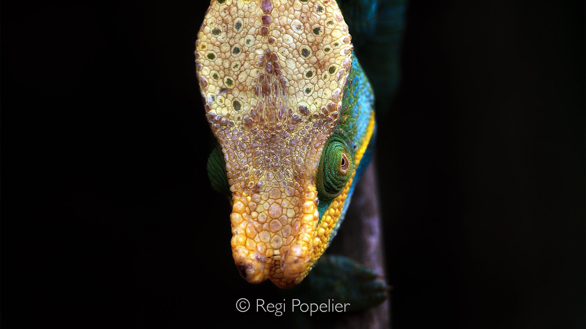 MADA022 - Close up of the Parson Chameleon 
