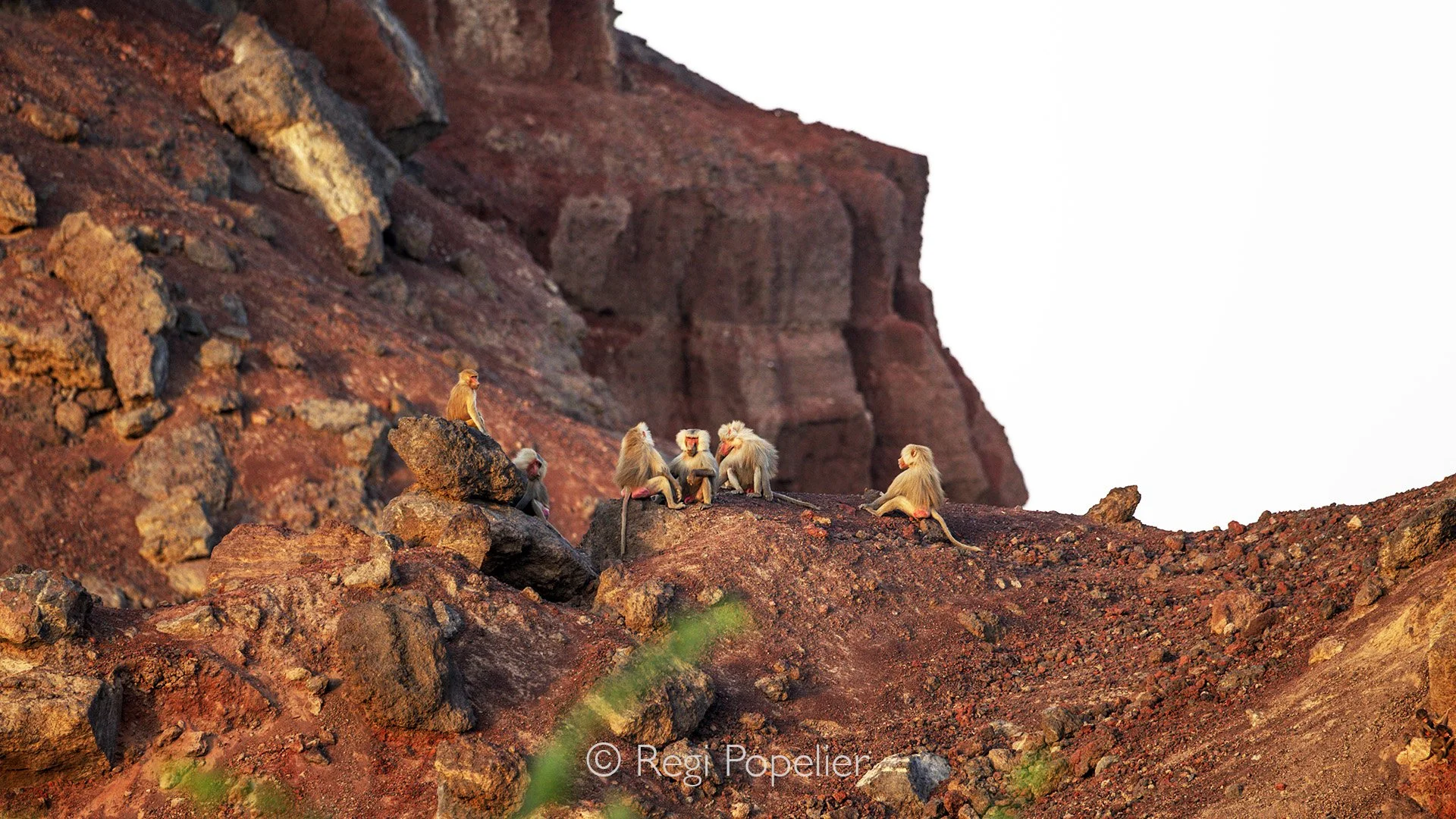 ETH054 - Male hamadryas on the way to their sleeping places high in the mountains near Awash NP