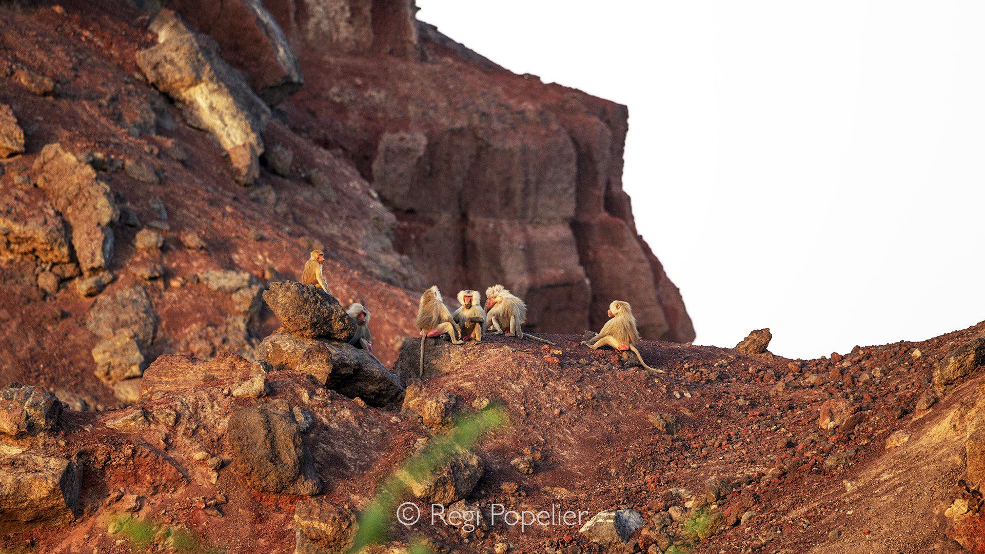 ETH054 - Male hamadryas on the way to their sleeping places high in the mountains near Awash NP.