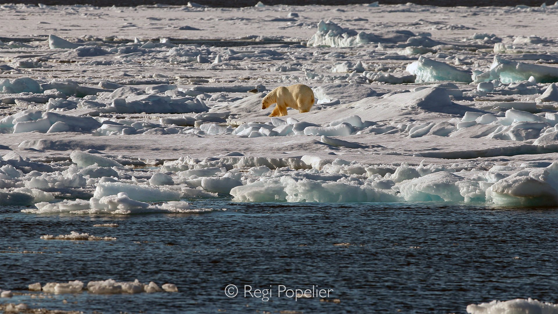 NPOLE038 - A solitary polar bear walks across the drifting sea ice in search of seals.