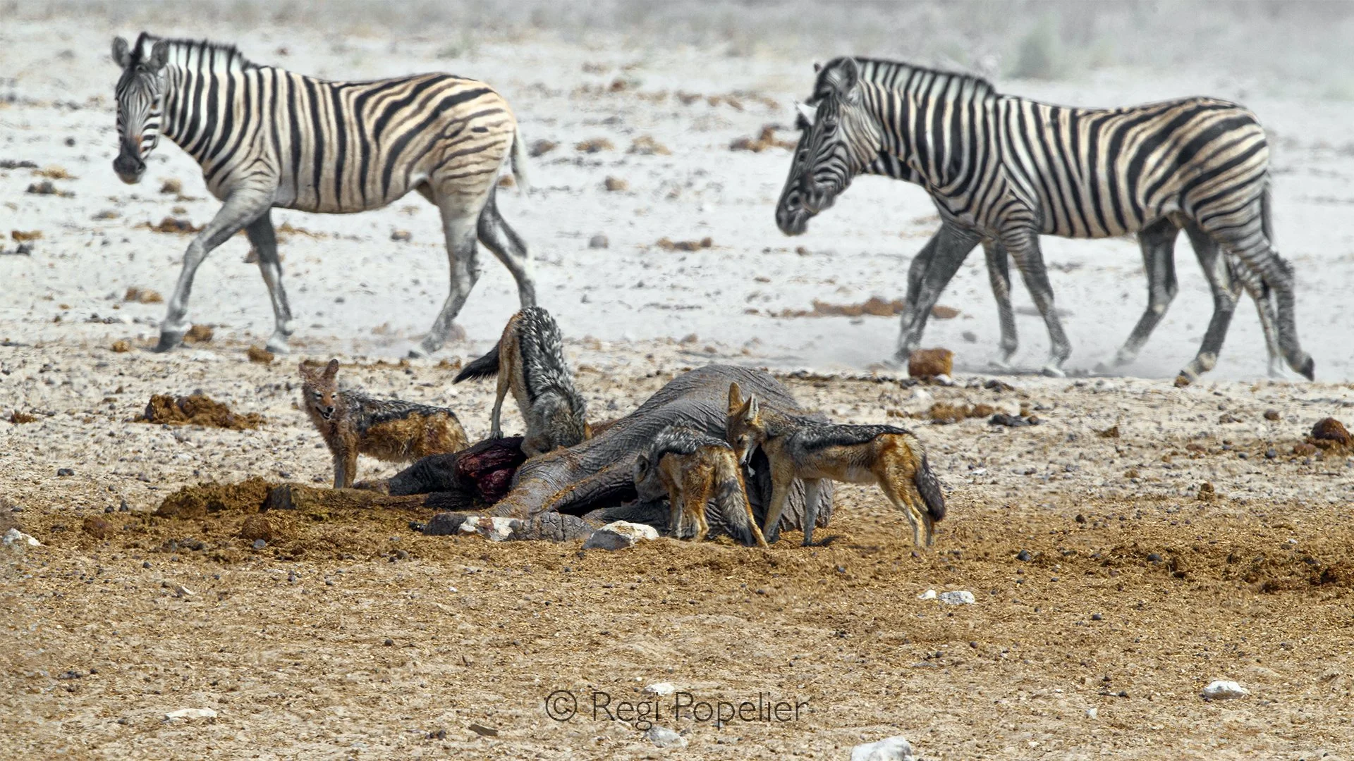 Namibia094 -The uneasy glances of the passing zebras strongly contrast with the bold opportunism of the jackals. For a photographer, capturing this interaction highlights the silent tension of the Namibian bush, where the death of one animal serves a