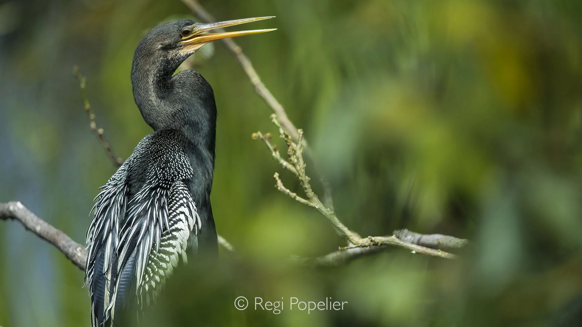 EQ024 - Reed cormorant in all it's beauty. 