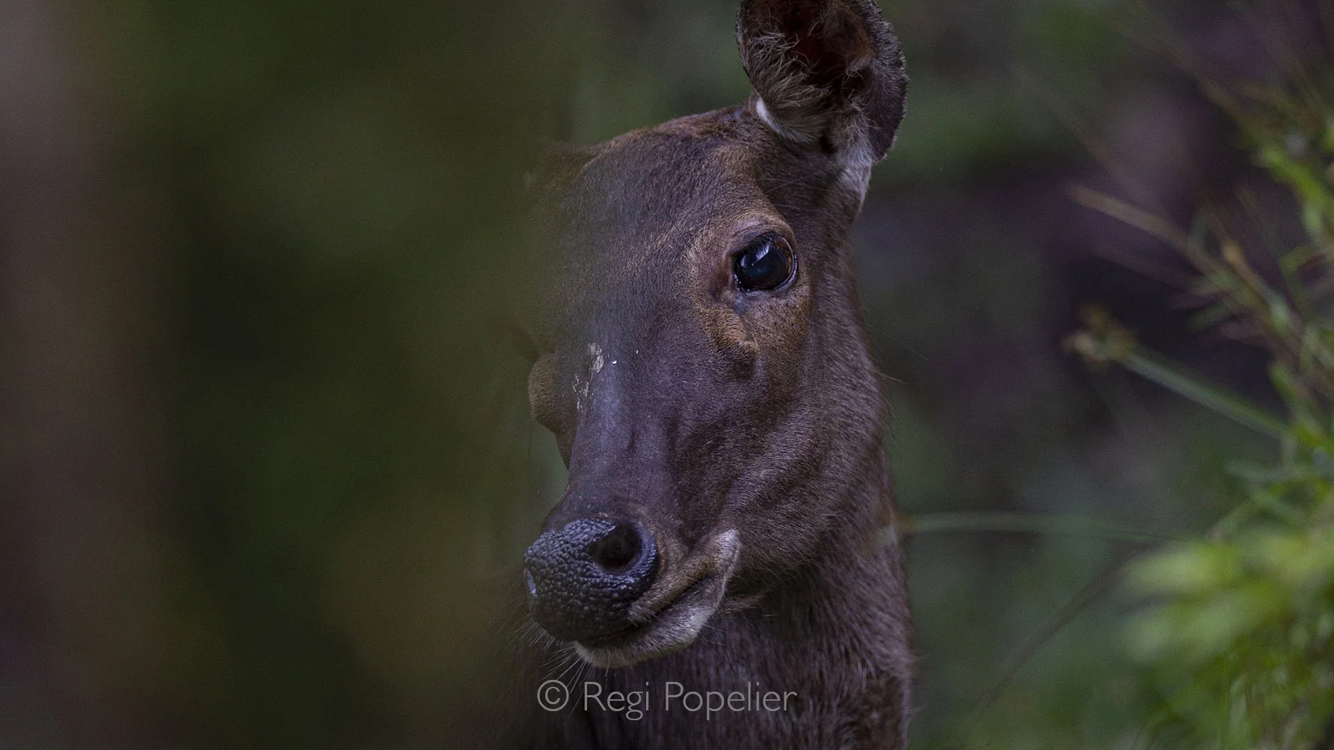 BOR019 - Morning visitor from the forest, sambar deer, close and untamed.